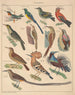 Illustrationer til den generelle naturhistorie af Oken for alle klasser Pl122 - Lorenz Oken — visning af kunstværket