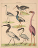 Illustrationer til den generelle naturhistorie af Oken for alle klasser Pl129 - Lorenz Oken — visning af kunstværket