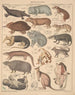 Illustrationer til den generelle naturhistorie af Oken for alle klasser Pl134 - Lorenz Oken — visning af kunstværket