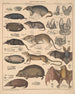 Illustrationer til den generelle naturhistorie af Oken for alle klasser Pl135 - Lorenz Oken — visning af kunstværket