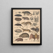 Illustrationer til den generelle naturhistorie af Oken for alle klasser Pl135 - Lorenz Oken — indrammet kunstværk på væggen
