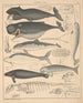 Illustrationer til den generelle naturhistorie af Oken for alle klasser Pl136 - Lorenz Oken — visning af kunstværket