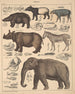 Illustrationer til den generelle naturhistorie af Oken for alle klasser Pl137 - Lorenz Oken — visning af kunstværket