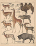 Illustrationer til den generelle naturhistorie af Oken for alle klasser Pl138 - Lorenz Oken — visning af kunstværket