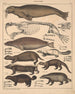 Illustrationer til den generelle naturhistorie af Oken for alle klasser Pl139 - Lorenz Oken — visning af kunstværket