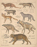 Illustrationer til den generelle naturhistorie af Oken for alle klasser Pl140 - Lorenz Oken — visning af kunstværket