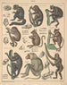 Illustrationer til den generelle naturhistorie af Oken for alle klasser Pl142 - Lorenz Oken — visning af kunstværket