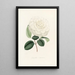 Iconographie du genre Camellia Pl005 - Lorenzo Bartolini — indrammet kunstværk på væggen