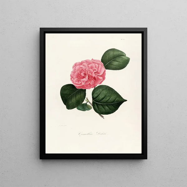 Lorenzo Berlse - Iconographie du genre Camellia Pl007.webp