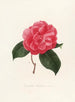 Iconographie du genre Camellia Pl008 - Lorenzo Bartolini — visning af kunstværket