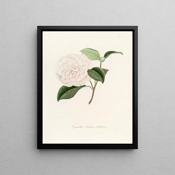 Lorenzo Berlse - Iconographie du genre Camellia Pl012.webp