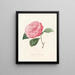 Iconographie du genre Camellia Pl014 - Lorenzo Bartolini — indrammet kunstværk på væggen