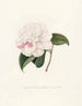Ikonografi af Camellia-arten Pl015 - Lorenzo Bartolini — visning af kunstværket