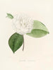 Iconographie du genre Camellia Pl019 - Lorenzo Bartolini — visning af kunstværket