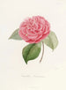 Iconographie du genre Camellia Pl021 - Lorenzo Bartolini — visning af kunstværket