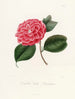 Ikonografi af Camellia-arten Pl024 - Lorenzo Bartolini — visning af kunstværket