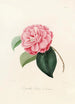 Iconographie du genre Camellia Pl025 - Lorenzo Bartolini — visning af kunstværket