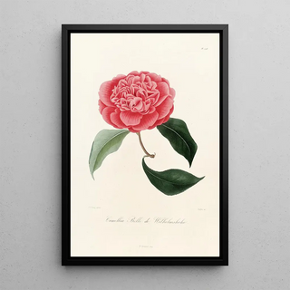 Lorenzo Berlse - Iconographie du genre Camellia Pl028.webp