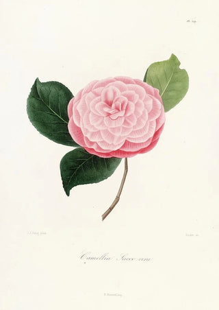Lorenzo Berlse - Iconographie du genre Camellia Pl029.webp