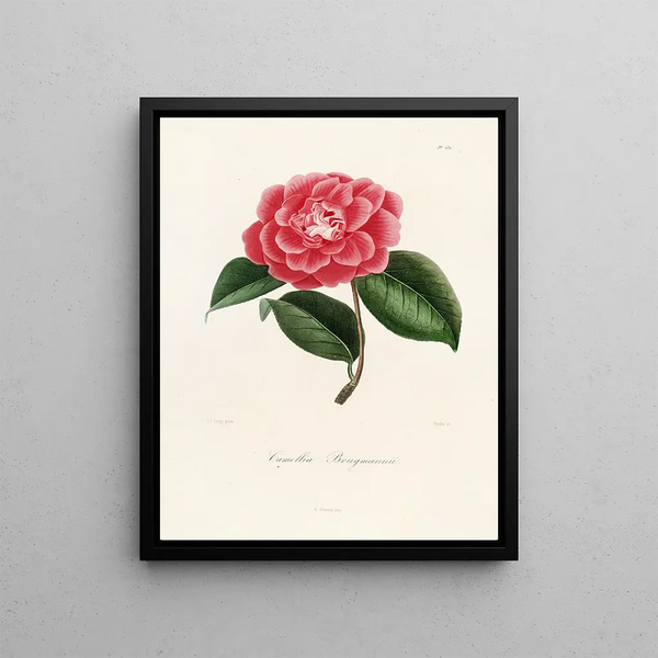 Lorenzo Berlse - Iconographie du genre Camellia Pl032.webp