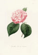 Iconographie du genre Camellia Pl034 - Lorenzo Bartolini — visning af kunstværket