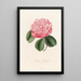 Iconographie du genre Camellia Pl058 - Lorenzo Bartolini — indrammet kunstværk på væggen