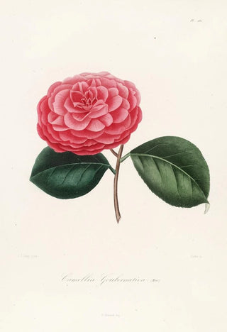 Lorenzo Berlse - Iconographie du genre Camellia Pl060.webp