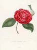Iconographie du genre Camellia Pl062 - Lorenzo Bartolini — visning af kunstværket