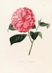 Iconographie du genre Camellia Pl068 - Lorenzo Bartolini — visning af kunstværket