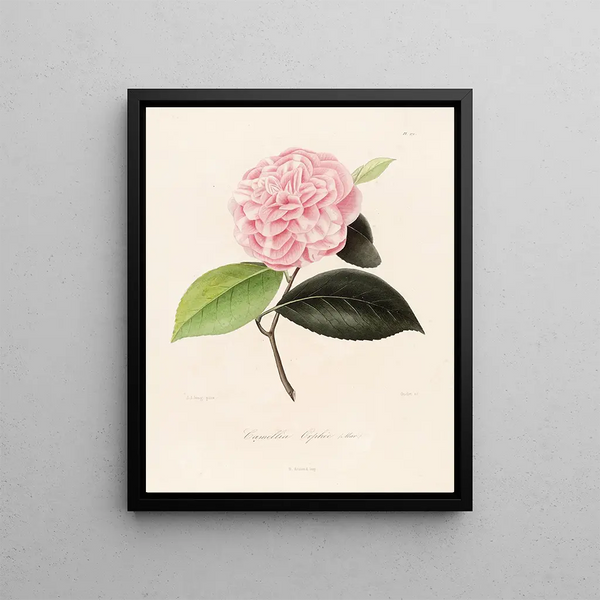 Lorenzo Berlse - Iconographie du genre Camellia Pl071.webp