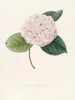 Iconographie du genre Camellia Pl078 - Lorenzo Bartolini — visning af kunstværket