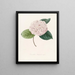 Iconographie du genre Camellia Pl078 - Lorenzo Bartolini — indrammet kunstværk på væggen