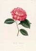 Ikonografi af Camellia-arten Pl082 - Lorenzo Bartolini — visning af kunstværket