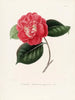 Ikonografi af Camellia-arten Pl084 - Lorenzo Bartolini — visning af kunstværket