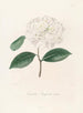 Iconographie du genre Camellia Pl086 - Lorenzo Bartolini — visning af kunstværket