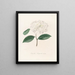 Iconographie du genre Camellia Pl086 - Lorenzo Bartolini — indrammet kunstværk på væggen