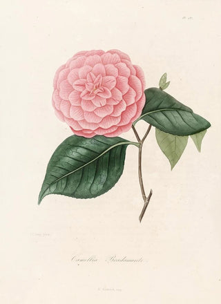 Lorenzo Berlse - Iconographie du genre Camellia Pl087.webp