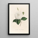Iconographie du genre Camellia Pl095 - Lorenzo Bartolini — indrammet kunstværk på væggen