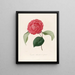 Iconographie du genre Camellia Pl097 - Lorenzo Bartolini — indrammet kunstværk på væggen
