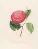 Iconographie du genre Camellia Pl099 - Lorenzo Bartolini — visning af kunstværket