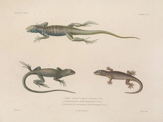 LouisIsidore Duperrey - Voyage autour du monde Pl002.webp