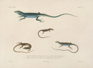 LouisIsidore Duperrey - Voyage autour du monde Pl003.webp