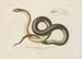 Voyage autour du monde, Pl005 - Louis-Isidore Duperrey — visning af kunstværket