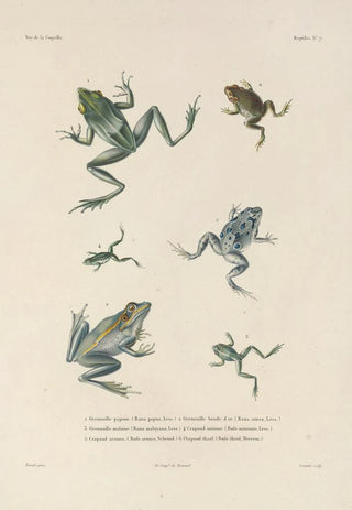 LouisIsidore Duperrey - Voyage autour du monde Pl007.webp