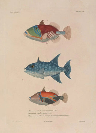 LouisIsidore Duperrey - Voyage autour du monde Pl017.webp