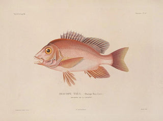 LouisIsidore Duperrey - Voyage autour du monde Pl030.webp