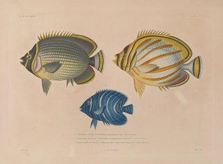 LouisIsidore Duperrey - Voyage autour du monde Pl037.webp