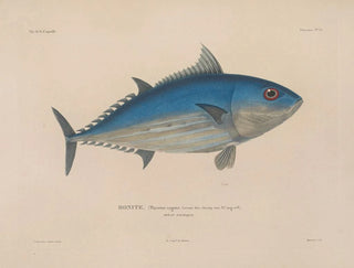 LouisIsidore Duperrey - Voyage autour du monde Pl039.webp