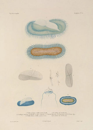 LouisIsidore Duperrey - Voyage autour du monde Pl093.webp