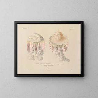 LouisIsidore Duperrey - Voyage autour du monde Pl099.webp